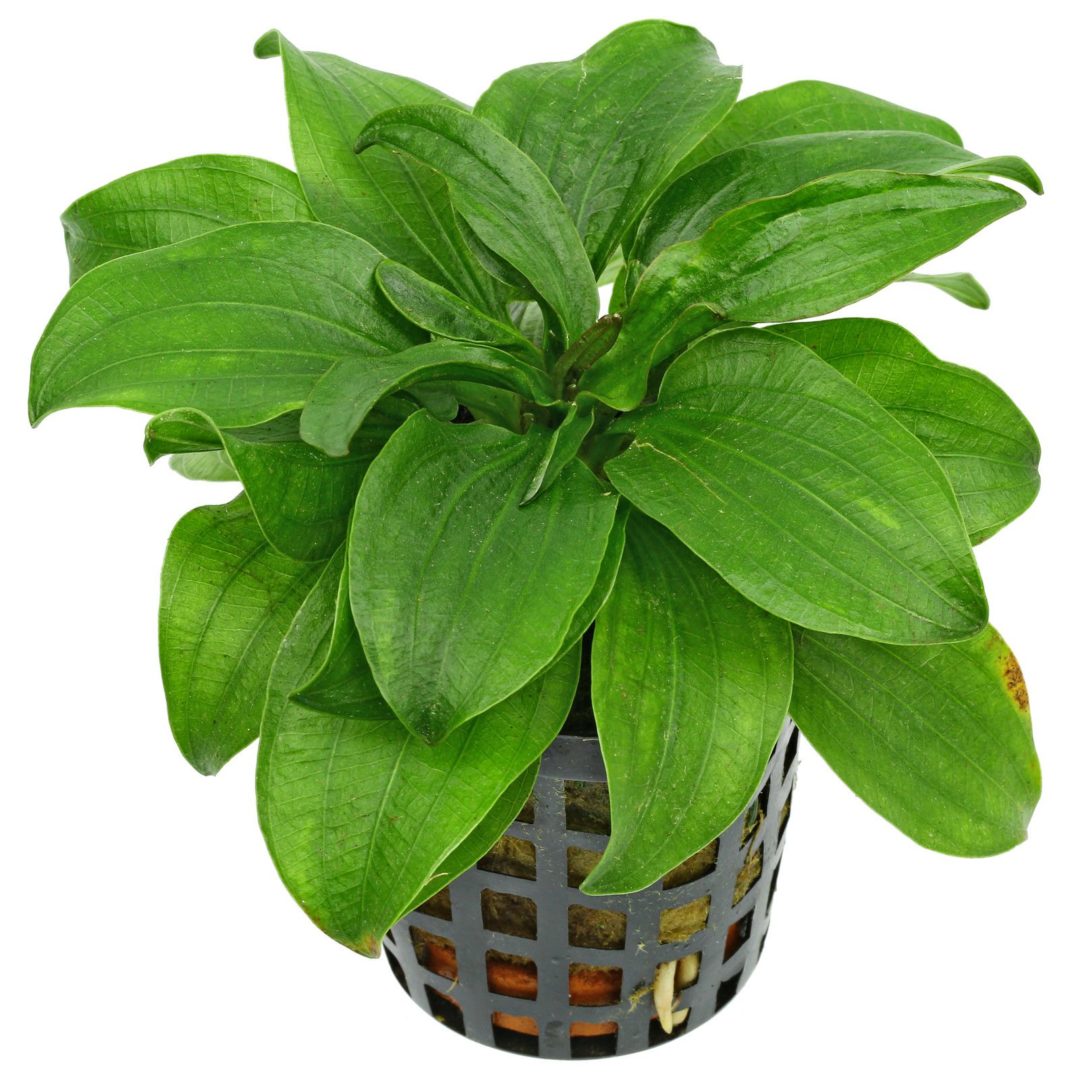 Echinodorus Gabrielii - Potted - Planted Aquaria