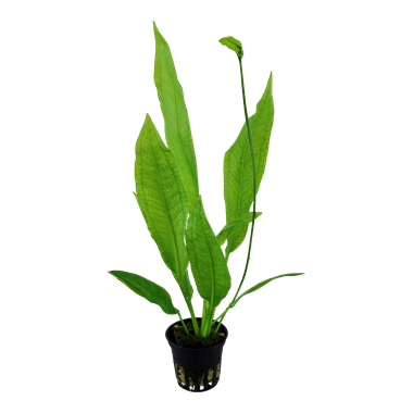 Echinodorus grisebachii 'Bleherae' - Potted Amazon Sword - Planted Aquaria