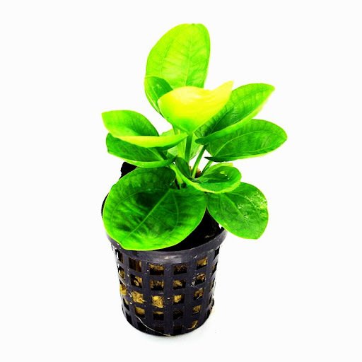 Echinodorus Horizontalis Mini - Potted - Planted Aquaria