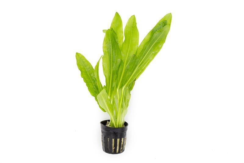Echinodorus Major (Ruffle Sword) - Potted - Planted Aquaria