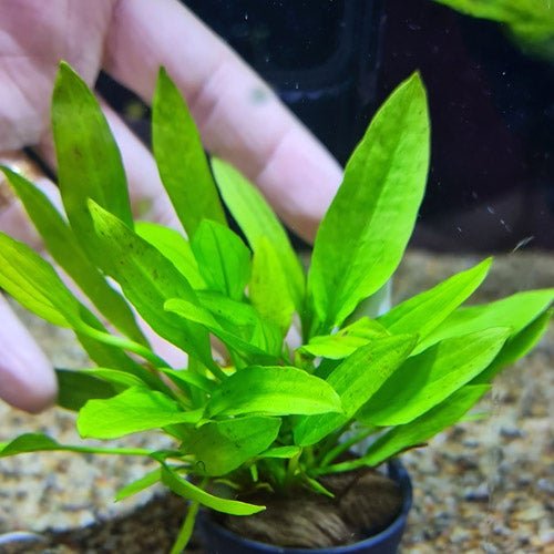 Echinodorus Ozelot Narrow Mini - Potted - Planted Aquaria