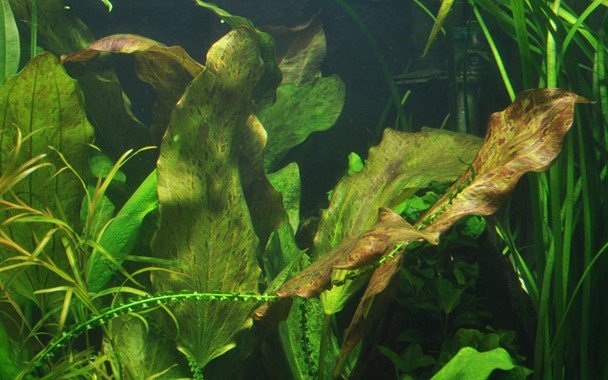Echinodorus 'Ozelot' - Potted - Planted Aquaria