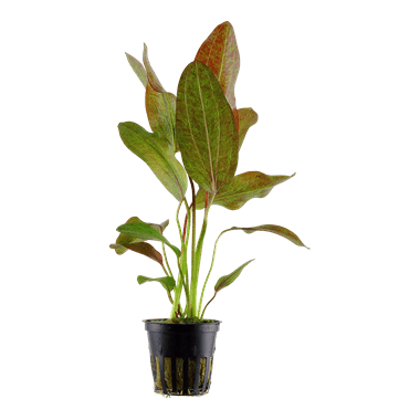Echinodorus 'Ozelot' - Potted - Planted Aquaria