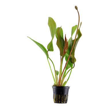 Echinodorus 'Red Diamond' - Potted - Planted Aquaria