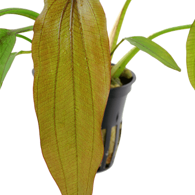 Echinodorus 'Red Diamond' - Potted - Planted Aquaria