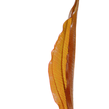 Echinodorus 'Red Diamond' - Potted - Planted Aquaria