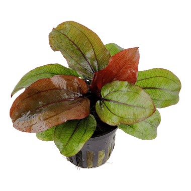 Echinodorus 'Reni' - Potted - Planted Aquaria