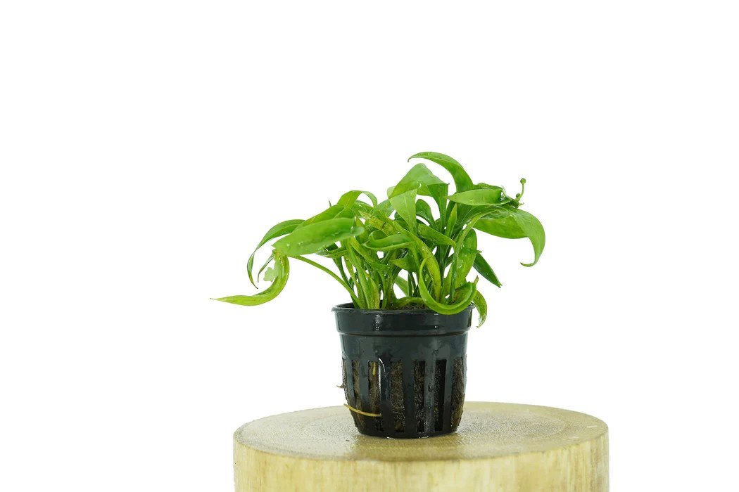 Echinodorus vesuvius - Potted - Planted Aquaria