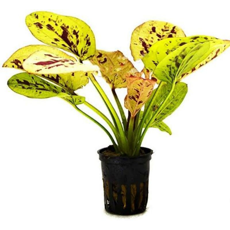 Echinodorus Yellow Sun - Potted - Planted Aquaria