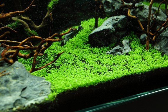 Elatine hydropiper - Tropica TC - Planted Aquaria
