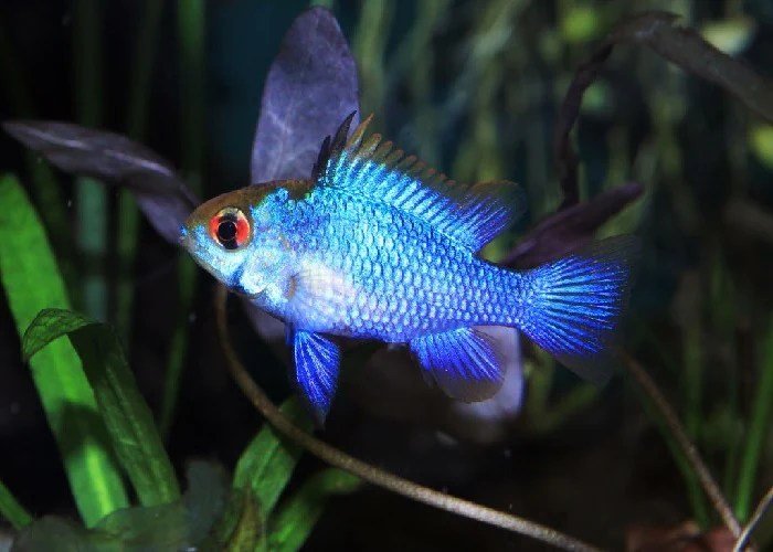 Electric Blue Ram Cichlid - Planted Aquaria