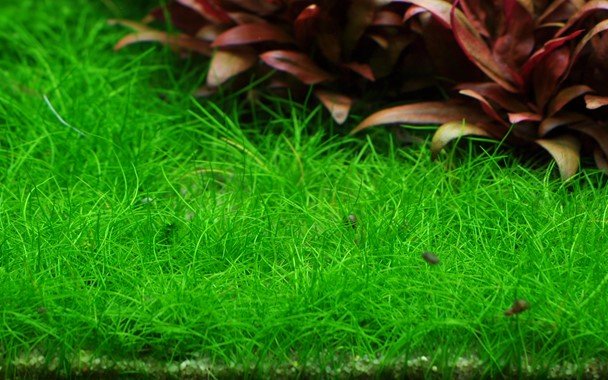 Eleocharis acicularis 'Mini' - Tropica TC - Planted Aquaria