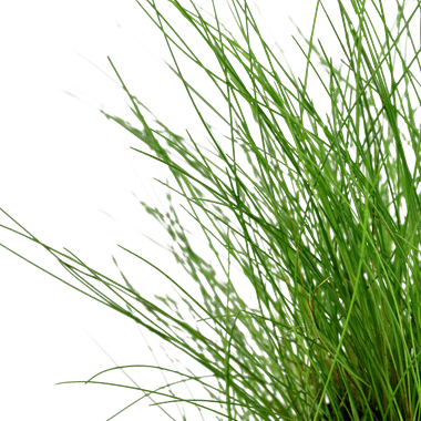 Eleocharis parvula - Potted - Planted Aquaria