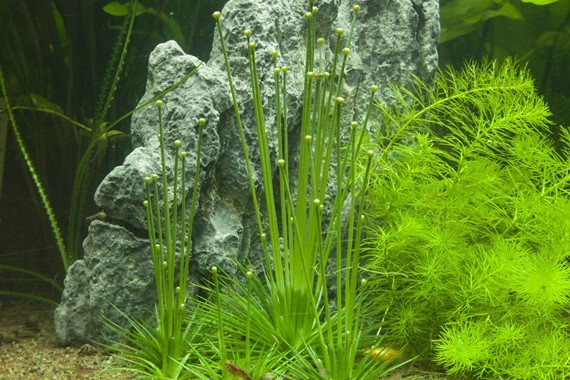 Eriocaulon cinereum (Polaris) - Tropica TC - Planted Aquaria