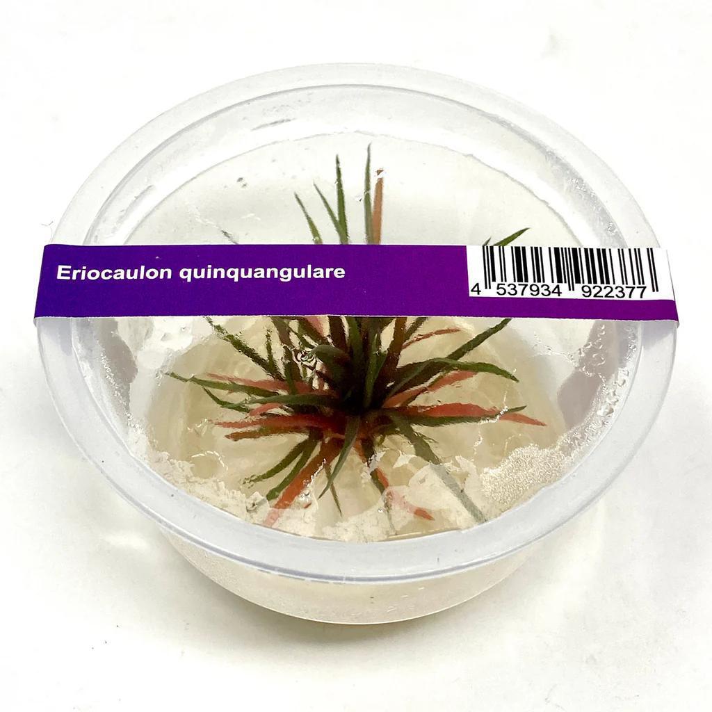 Eriocaulon Quinquangulare - ADA TC - Planted Aquaria