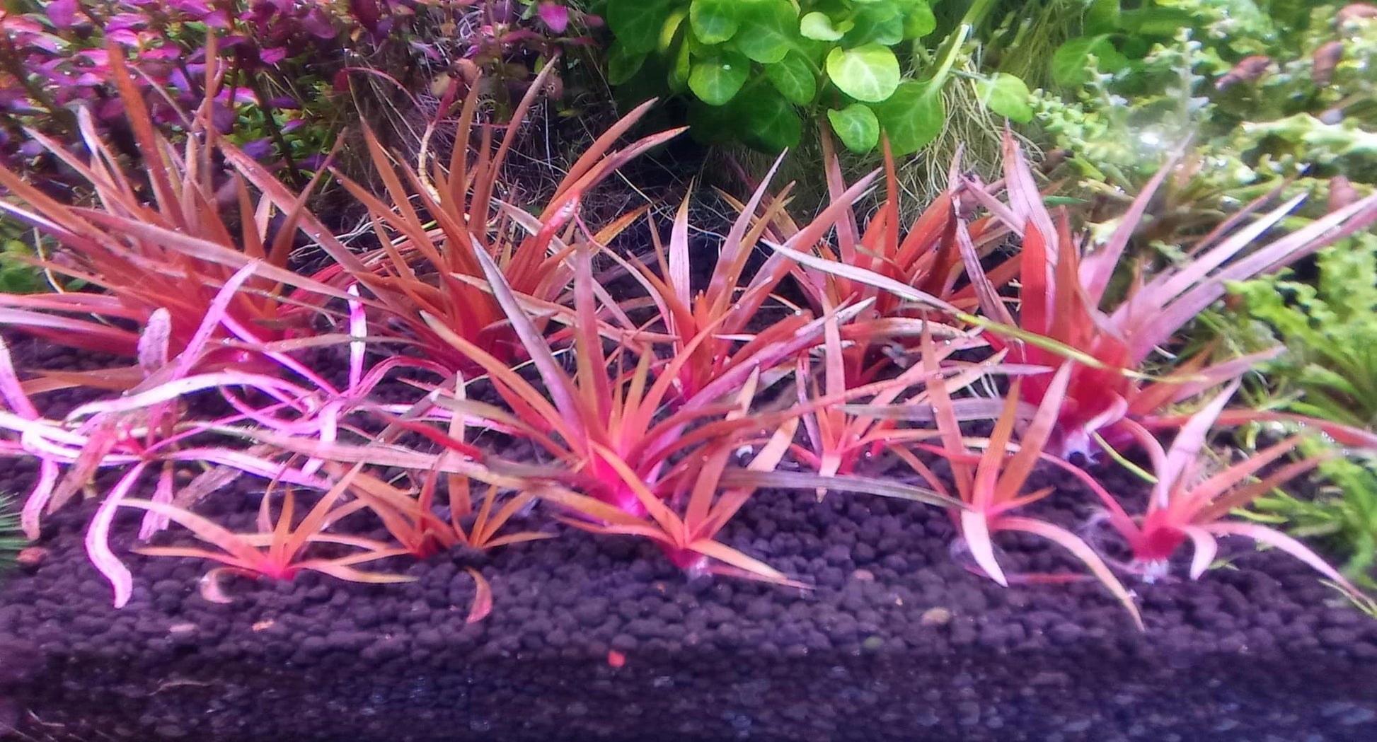Eriocaulon Quinquangulare - ADA TC - Planted Aquaria