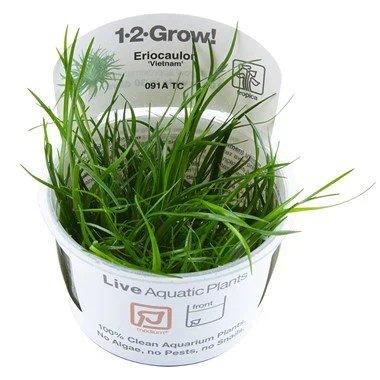 Eriocaulon sp. "Vietnam" - Tropica TC - Planted Aquaria