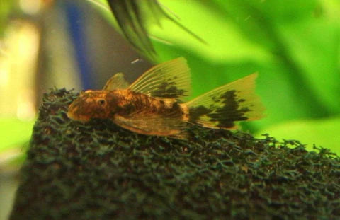Super Red Calico Bristlenose Pleco