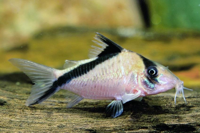 False Bandit Corydoras - Planted Aquaria