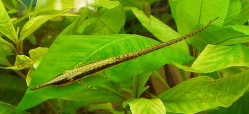 Farlowella Twig Catfish - Planted Aquaria
