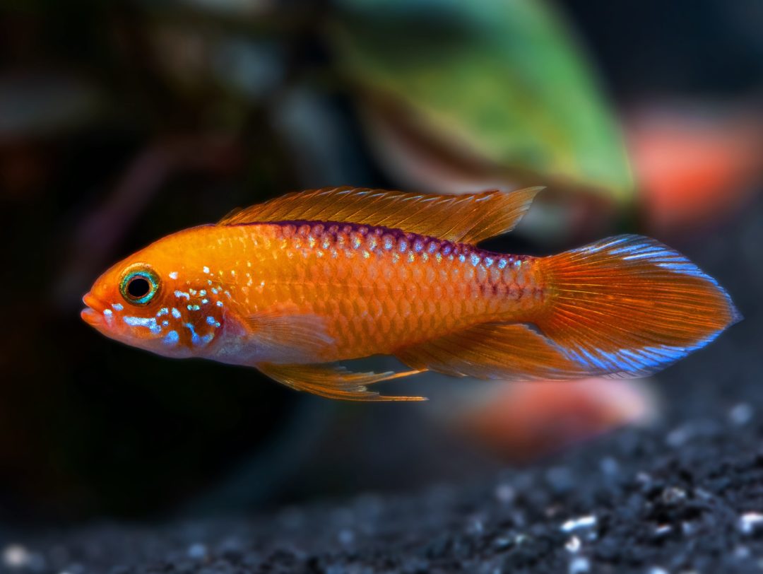 'Fire Red' Agassizii's Dwarf Cichlid - Planted Aquaria