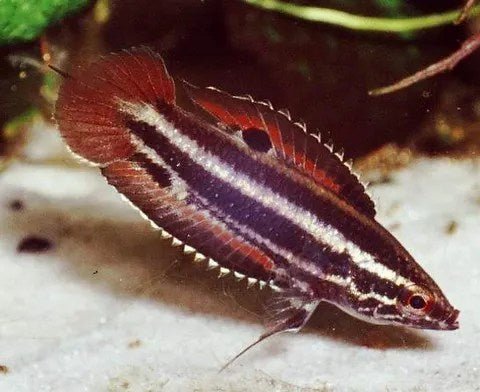 Fire Red Licorice Gourami - Planted Aquaria