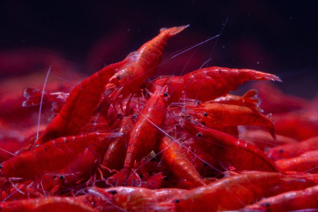 Fire Red Shrimp - Planted Aquaria