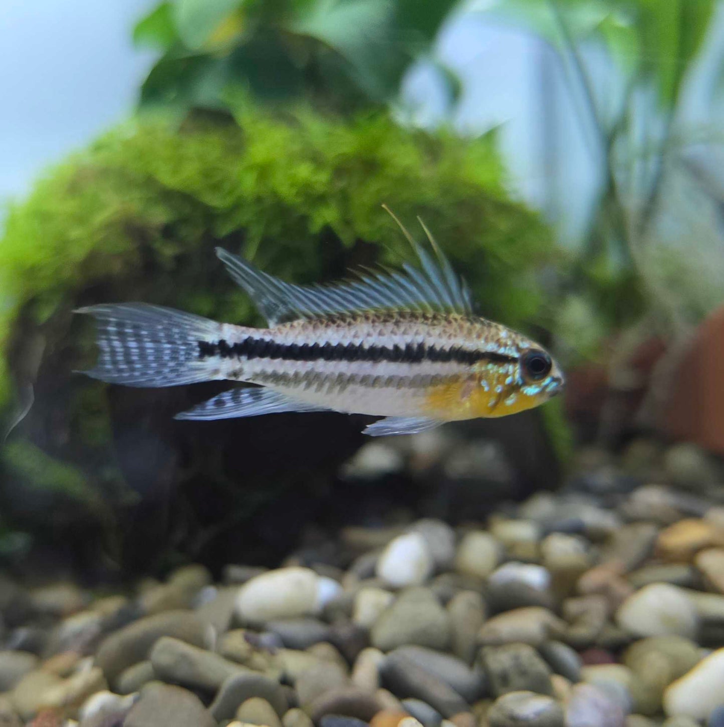 Two-Stripe Apistogramma Dwarf Cichlid
