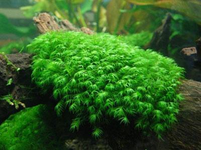 Fissidens fontanus (Phoenix Moss) - 2x2" Pad - Planted Aquaria