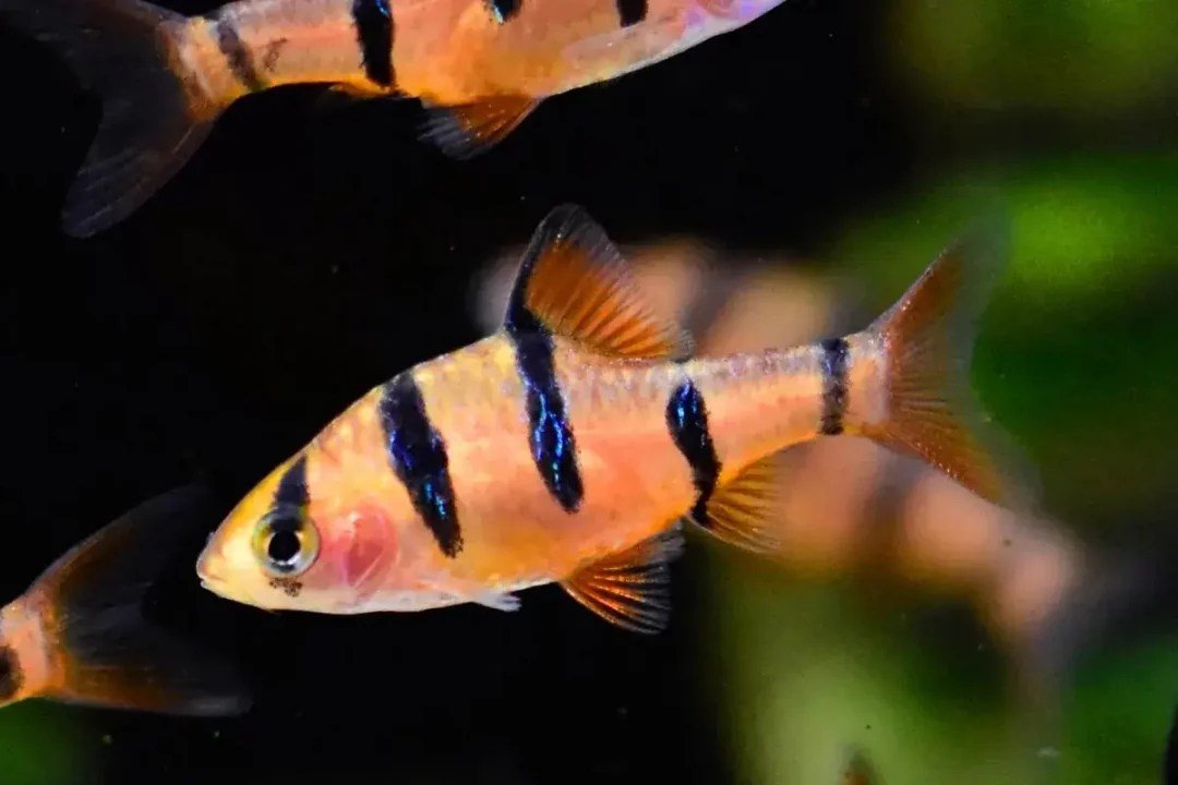 Five Banded Barb - Planted Aquaria