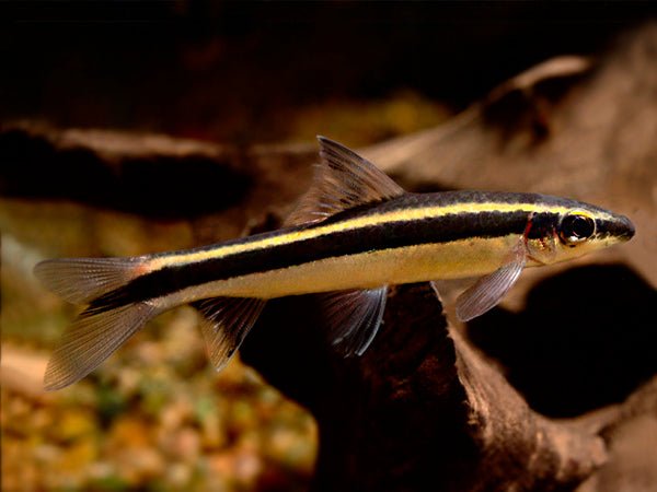 Flying Fox Fish - Planted Aquaria