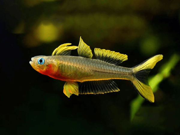 Forktailed Rainbowfish - Planted Aquaria