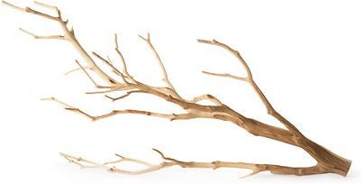 Galapagos Staghorn Branch (Manzanita Branch) (13 - 18") - Planted Aquaria