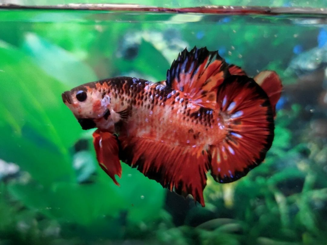 Giant Male Betta - Planted Aquaria