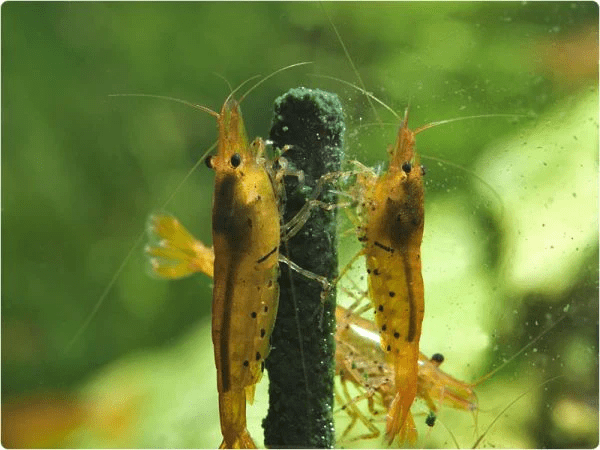 GlasGarten Shrimp Lollies - Planted Aquaria