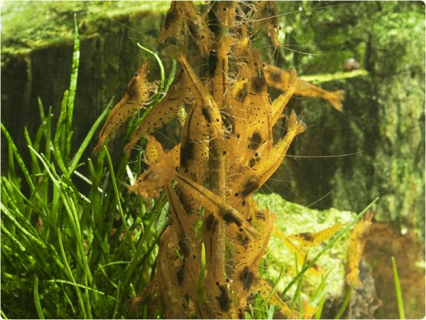 GlasGarten Shrimp Lollies - Planted Aquaria