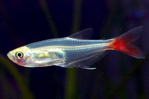 Glass Bloodfin Tetra - Planted Aquaria