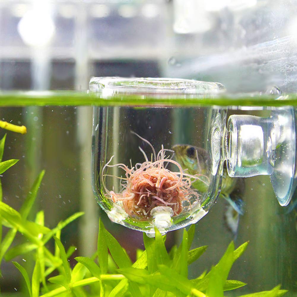 Glass Pot Slow Feeder / Worm Feeder - Planted Aquaria