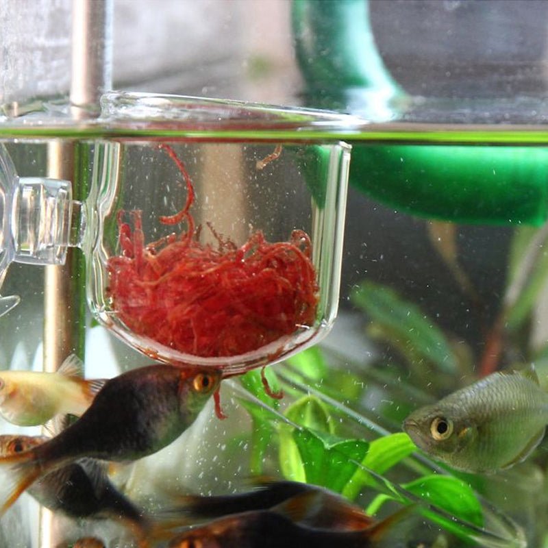 Glass Pot Slow Feeder / Worm Feeder - Planted Aquaria
