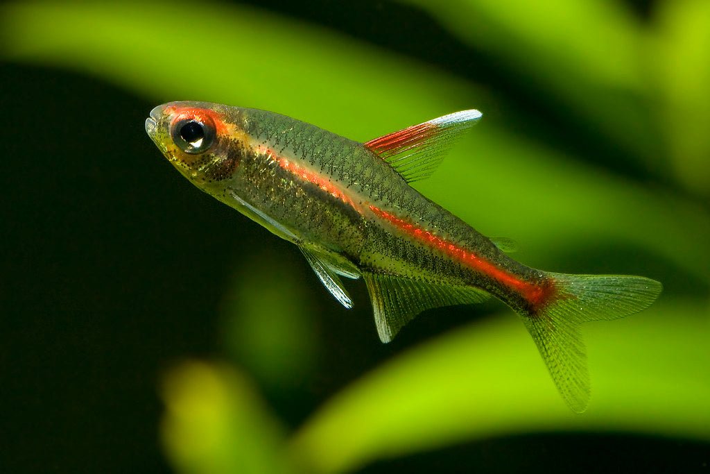 Glowlight Tetra - Planted Aquaria