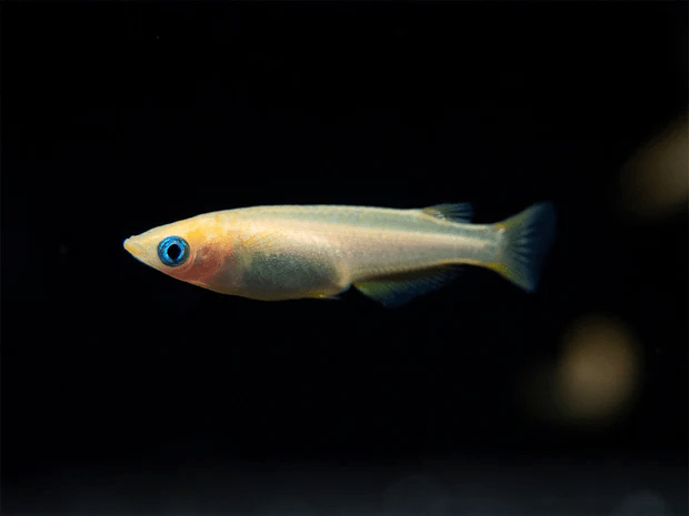 Gold Stardust Medaka Ricefish - Planted Aquaria