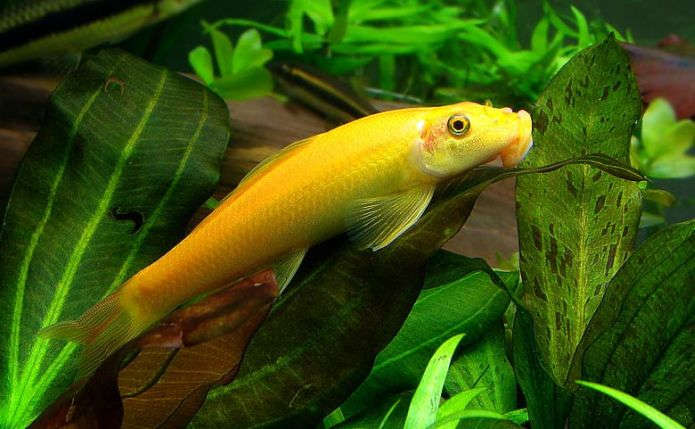 Golden Chinese Algae Eater - Planted Aquaria
