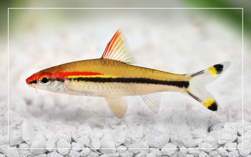 Golden Denison Barb - Planted Aquaria