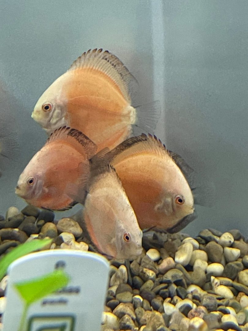 Golden Discus - Planted Aquaria