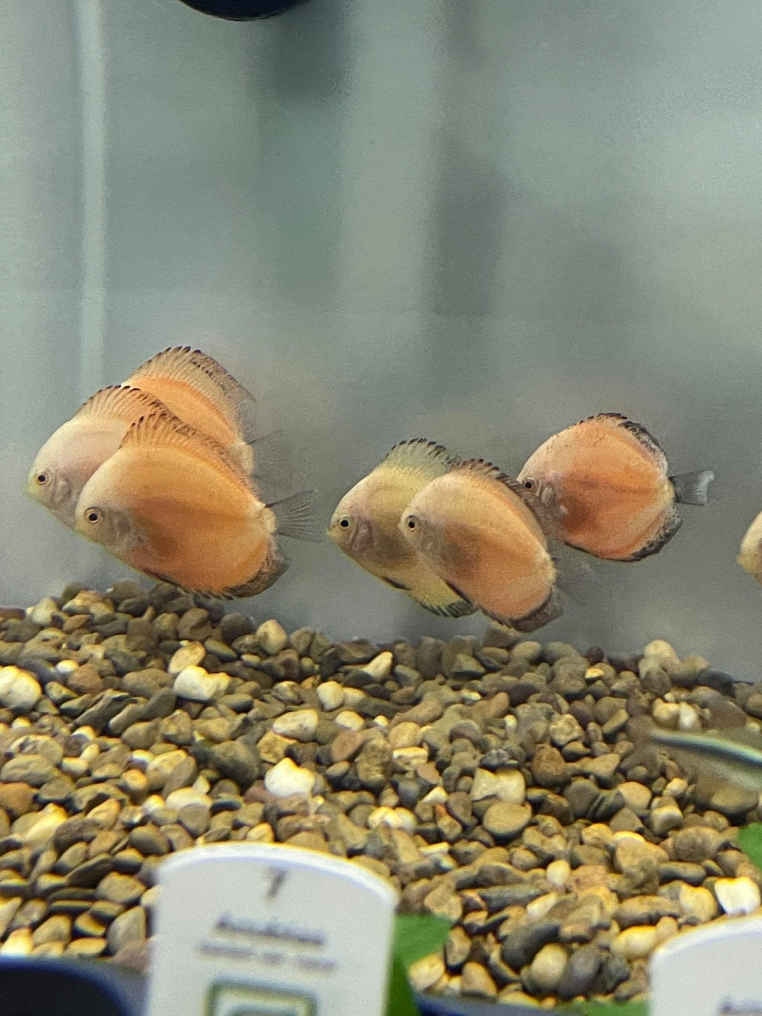 Golden Discus - Planted Aquaria