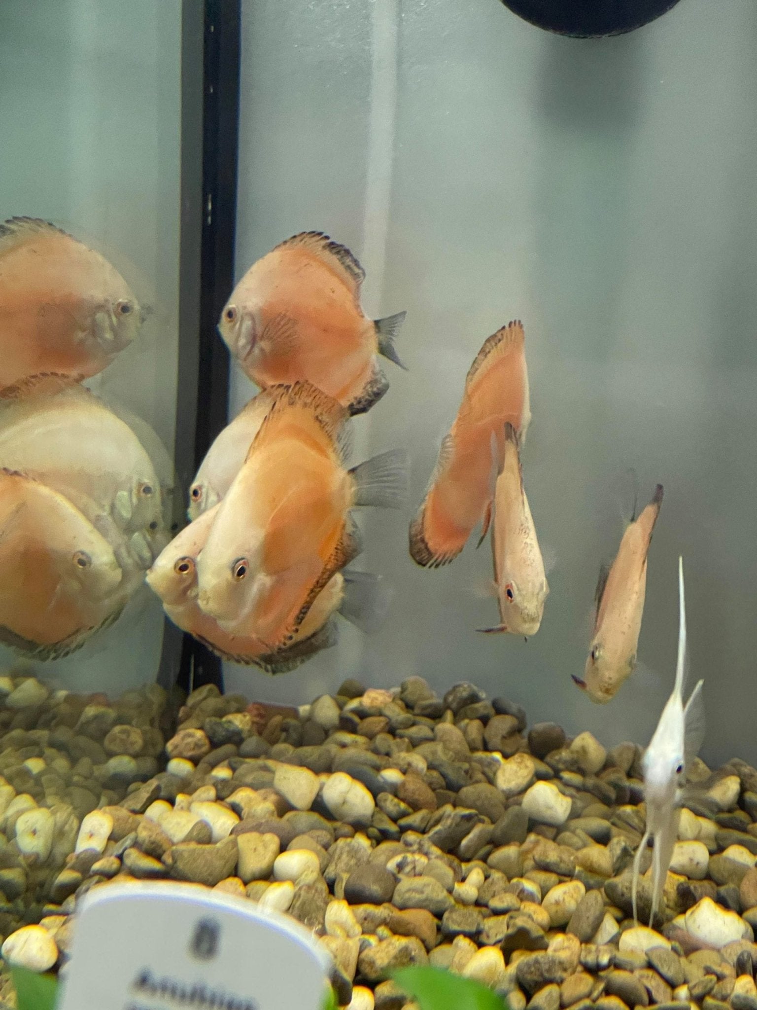 Golden Discus - Planted Aquaria