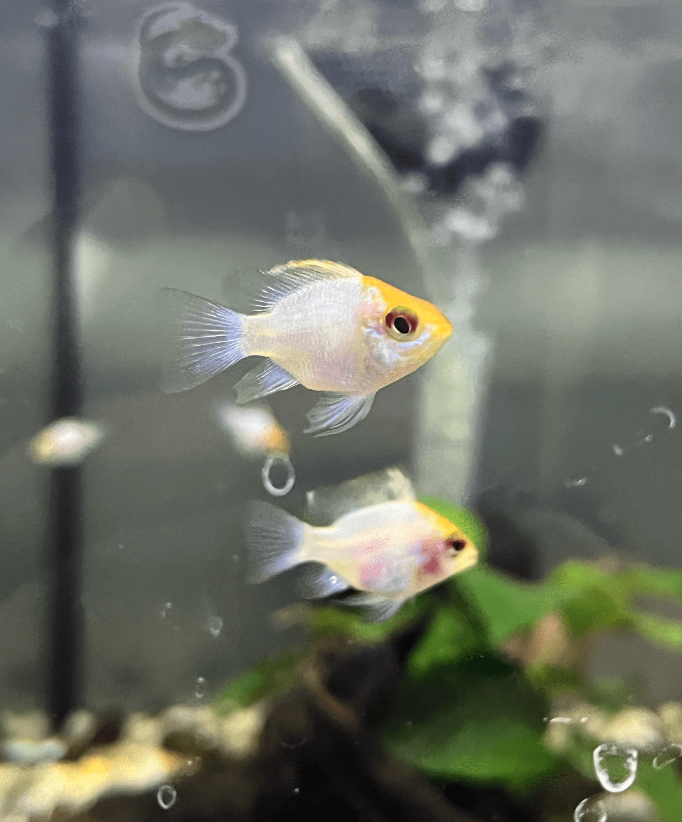 Golden Head Electric Blue Balloon Ram - Planted Aquaria