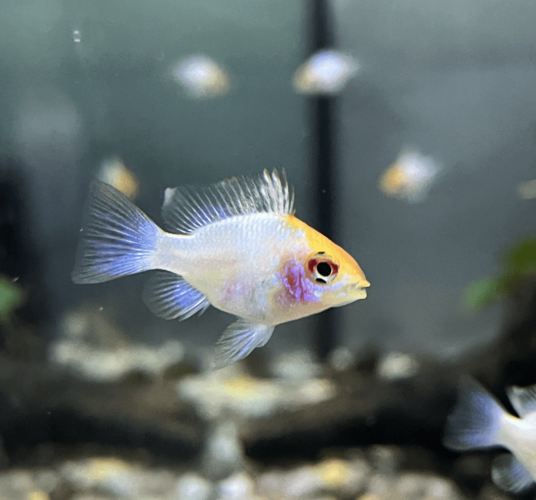 Golden Head Electric Blue Balloon Ram - Planted Aquaria