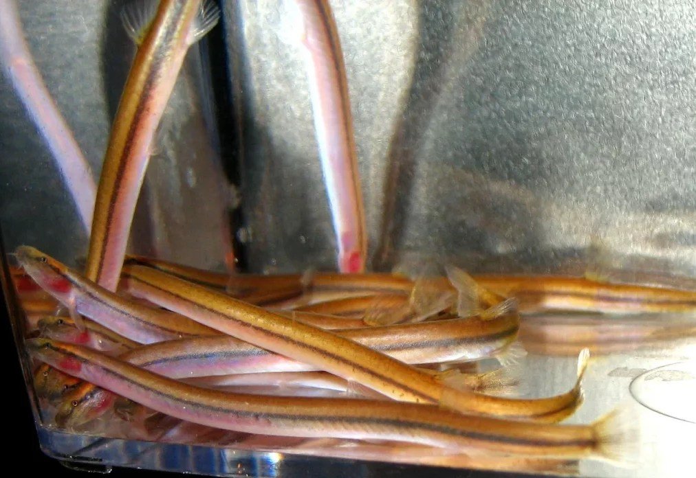 Golden Kuhli Loach - Planted Aquaria