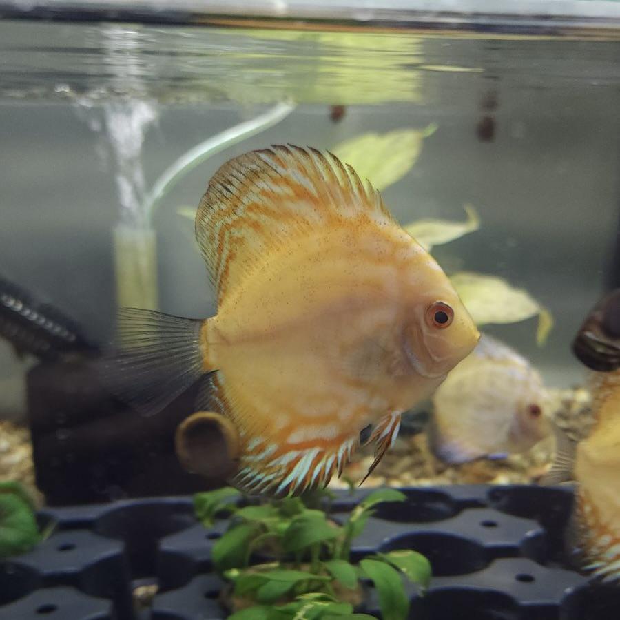 Golden Panda Discus 3 - 4" - Planted Aquaria